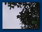 TX C - what an elborate aerial tee